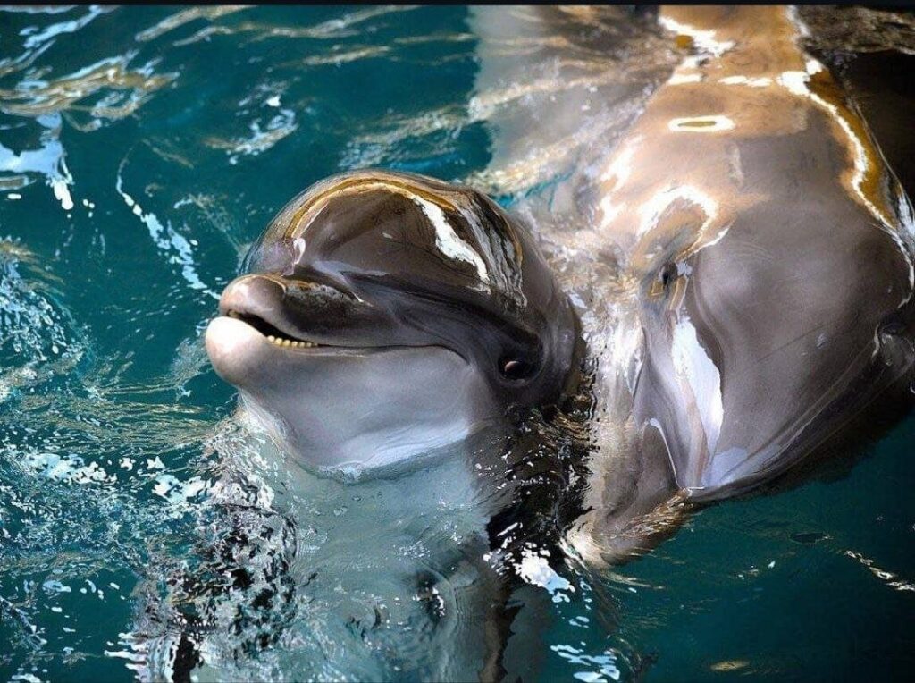 قیمت بلیط پارک دلفین ها