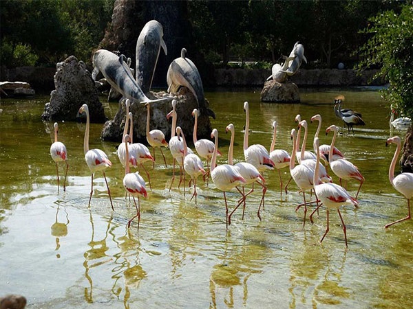 آدرس باغ پرندگان کیش