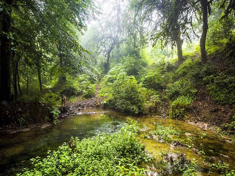 پارک ملی گرگان
