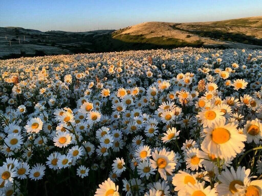 دشت بابونه اردبیل