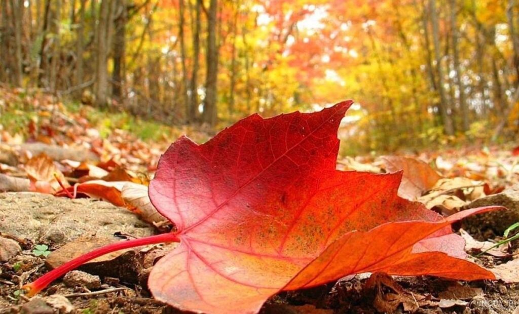 عکاسی در زاینده رود