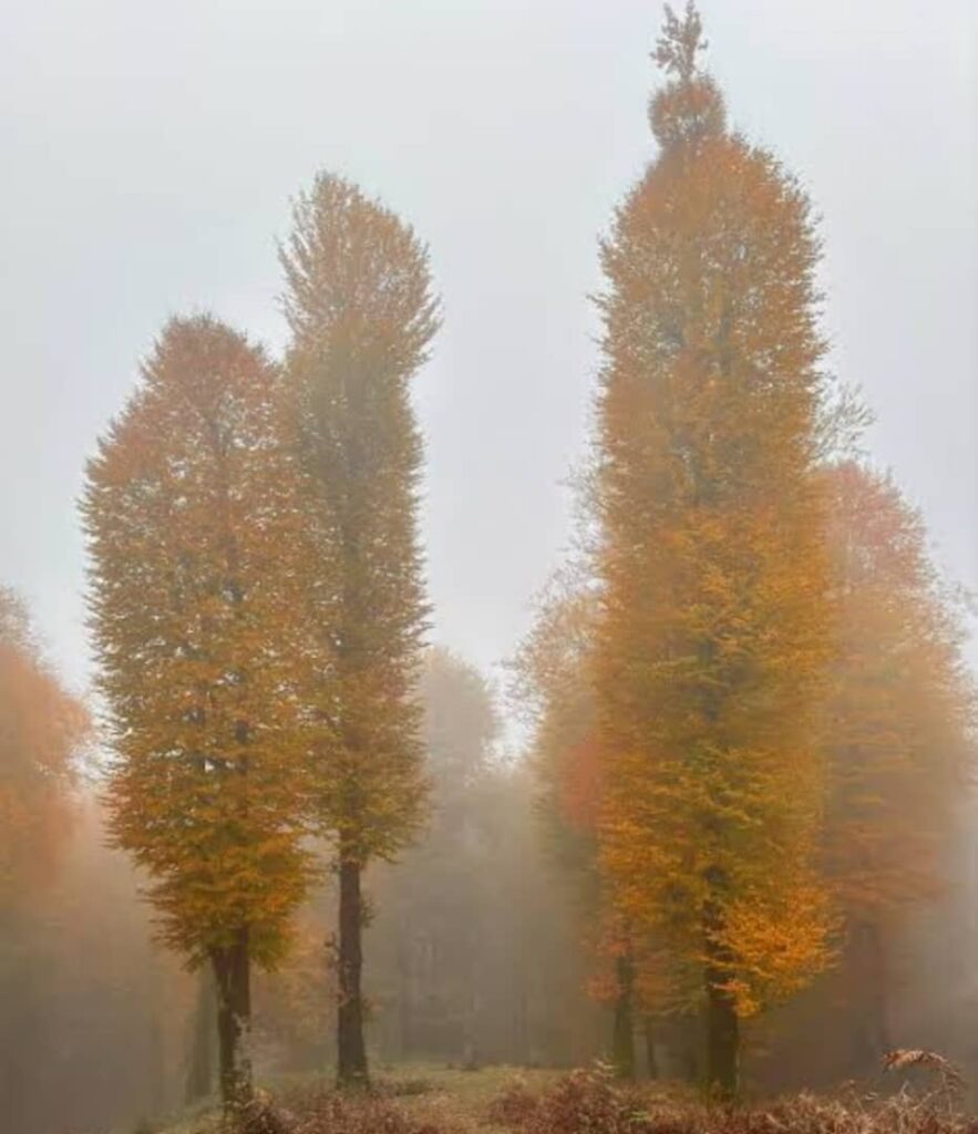 پلنگ دره گیلان