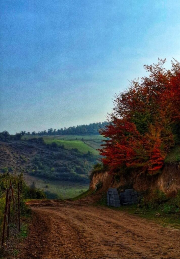 جنگل پاییزی آلش دشت گیلان