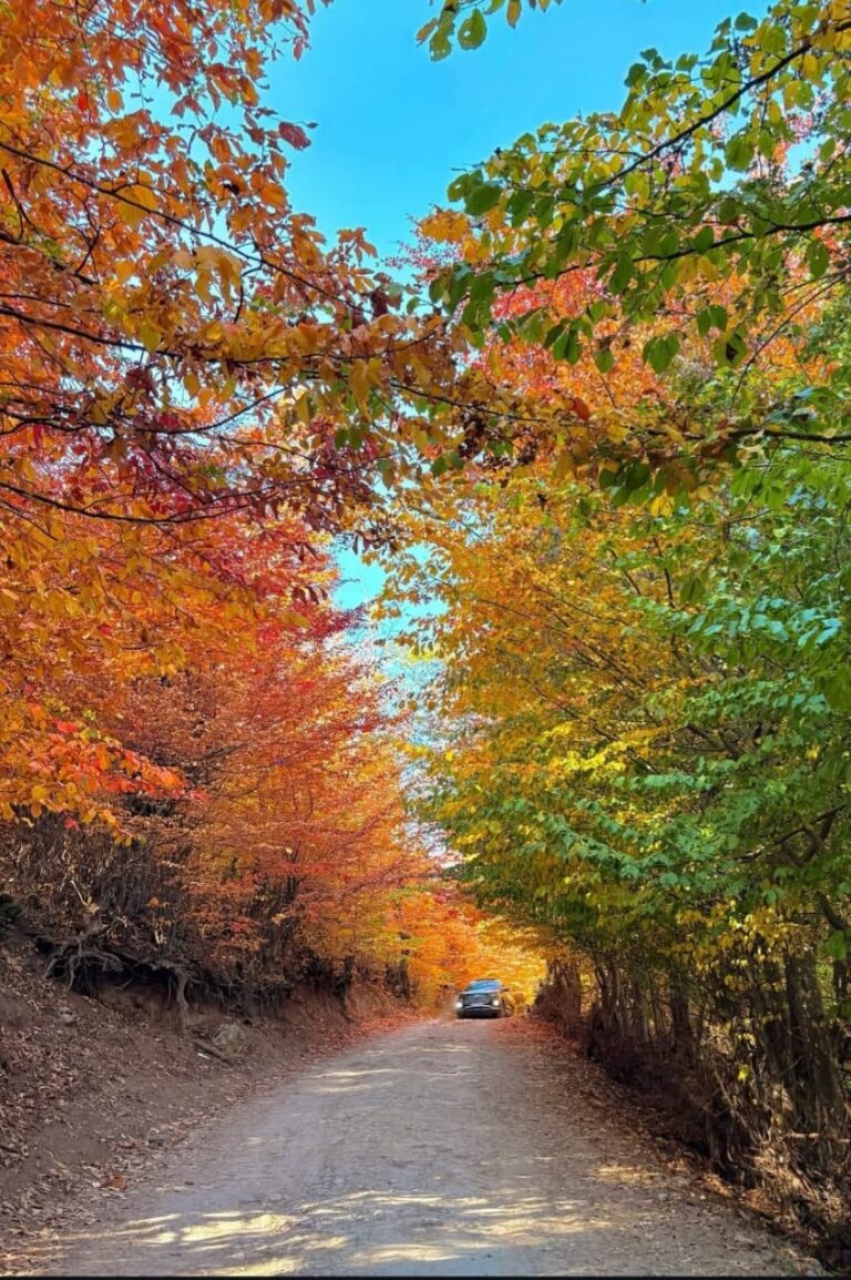 جنگل پاییزی آلش دشت گیلان