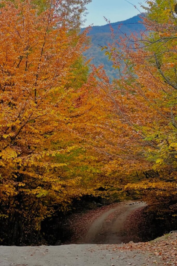 جنگل پاییزی آلش دشت گیلان