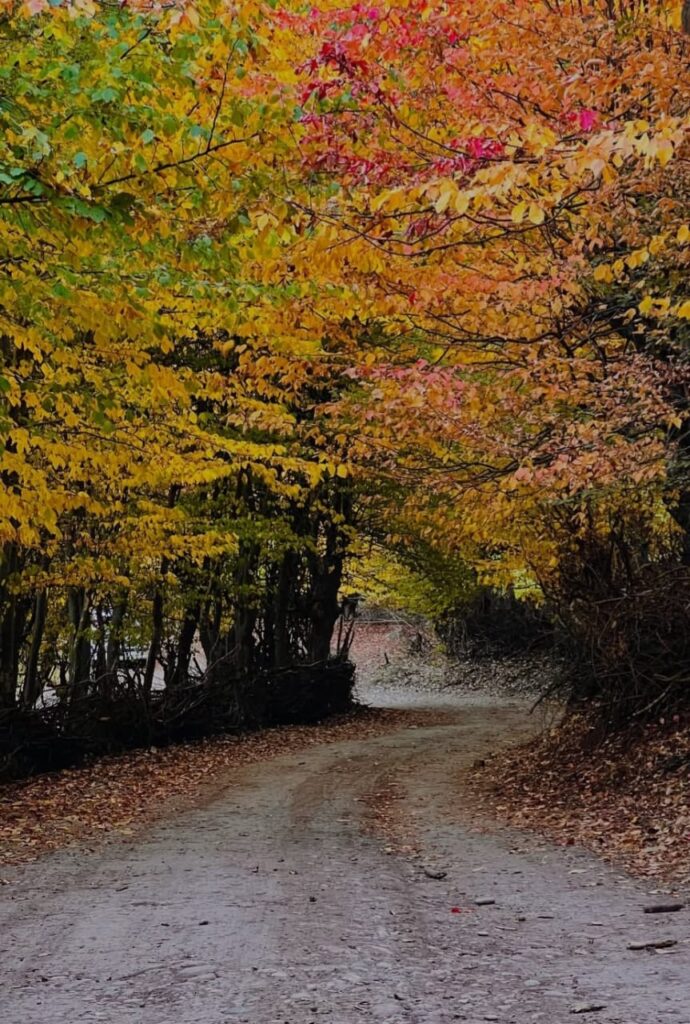 جنگل پاییزی آلش دشت گیلان