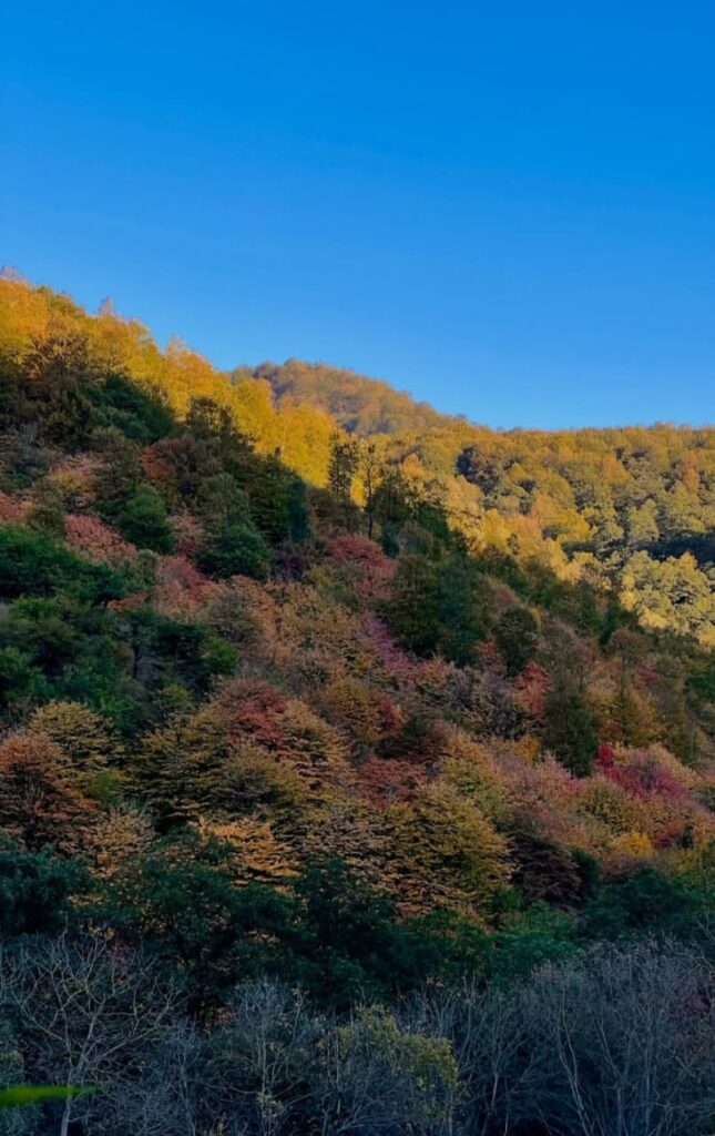 جنگل پاییزی آلش دشت گیلان