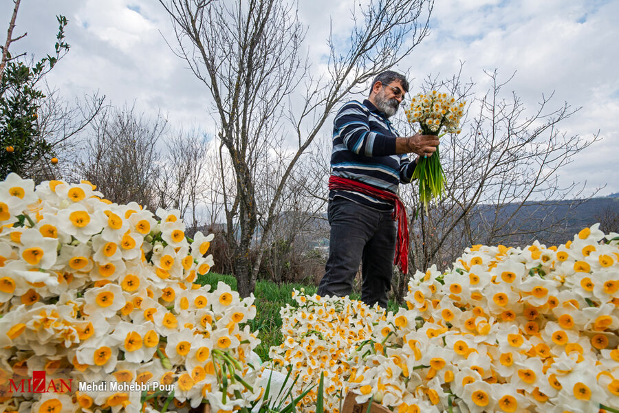 ششمین جشنواره گل نرگس بابل-مامطیر