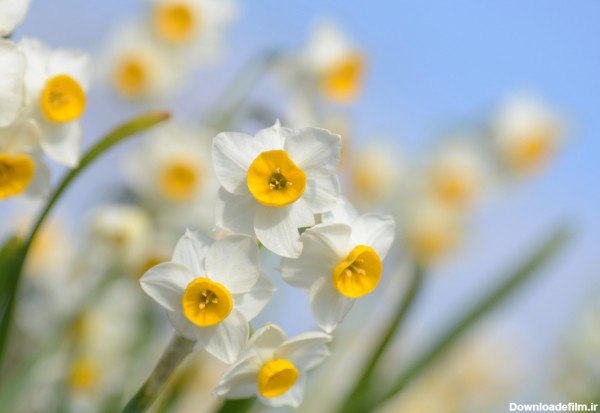 ششمین جشنواره گل نرگس بابل-مامطیر