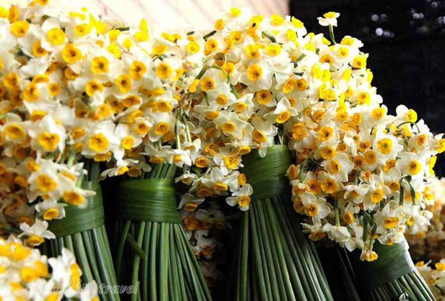 ششمین جشنواره گل نرگس بابل-مامطیر-مزرعه گل نرگس بابل