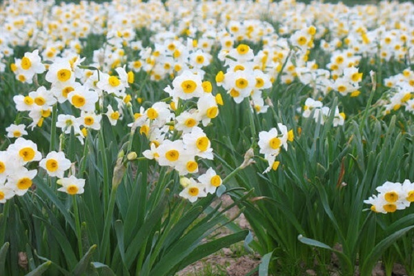 ششمین جشنواره گل نرگس بابل-مامطیر