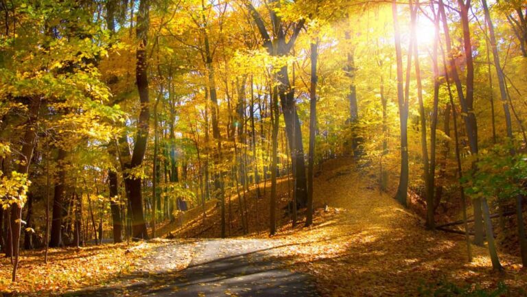 جنگل جوارم سوادکوه