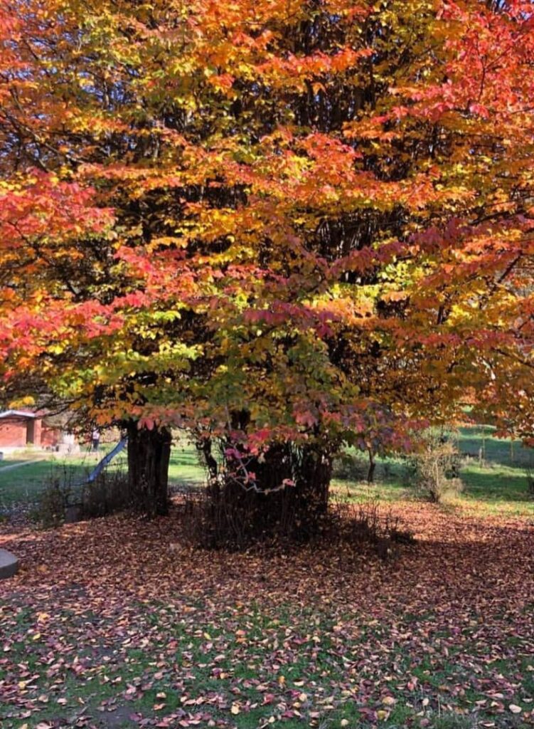 جنگل جوارم سوادکوه