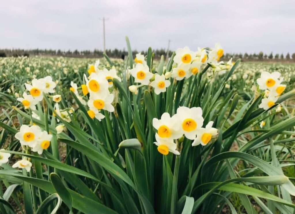 جشنواره گل نرگس جویبار-مازندران