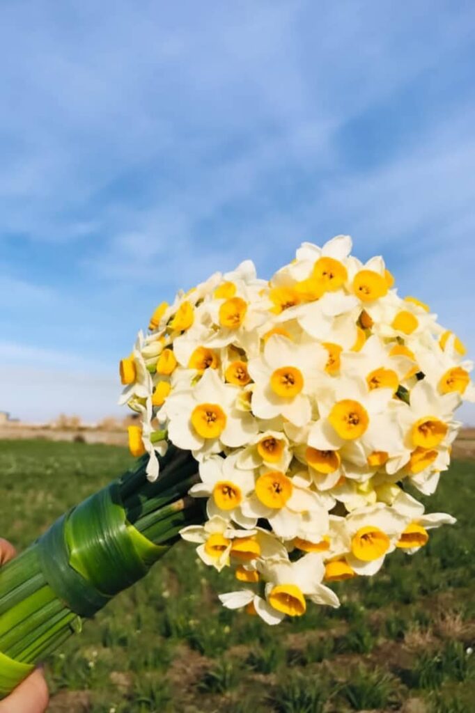 جشنواره گل نرگس جویبار-مازندران