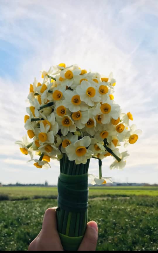 جشنواره گل نرگس جویبار-مازندران