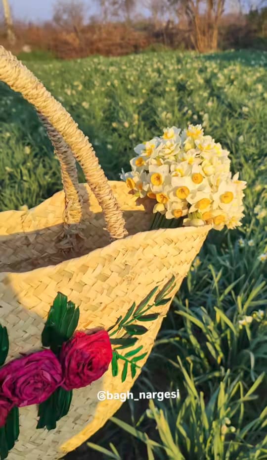 مزرعه گل نرگس بابل-جشنواره گل نرگس مازندران