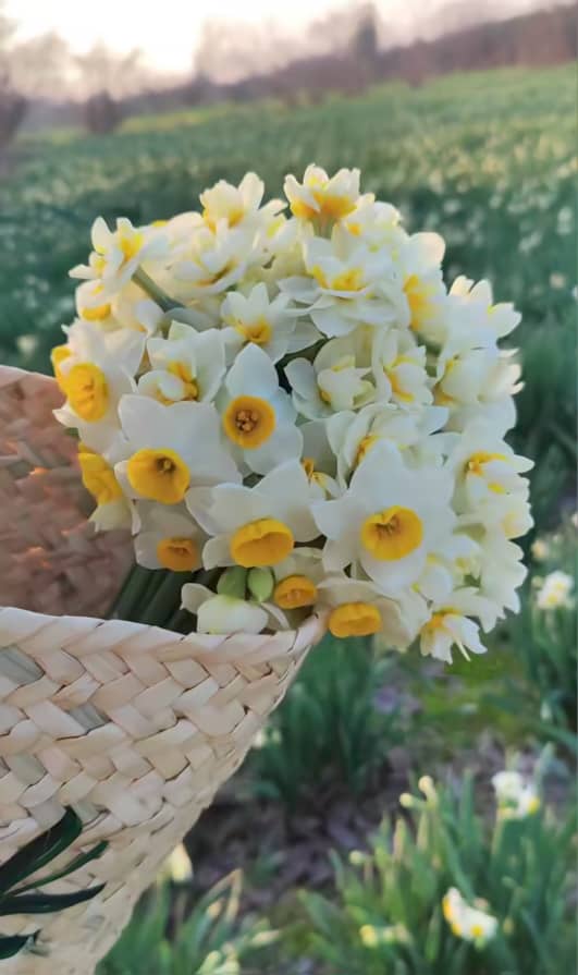 جشنواره گل نرگس بهبهان-مزرعه نرگس بهبهان