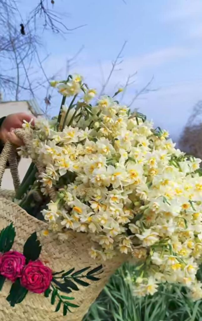 جشنواره گل نرگس بهبهان-مزرعه نرگس بهبهان