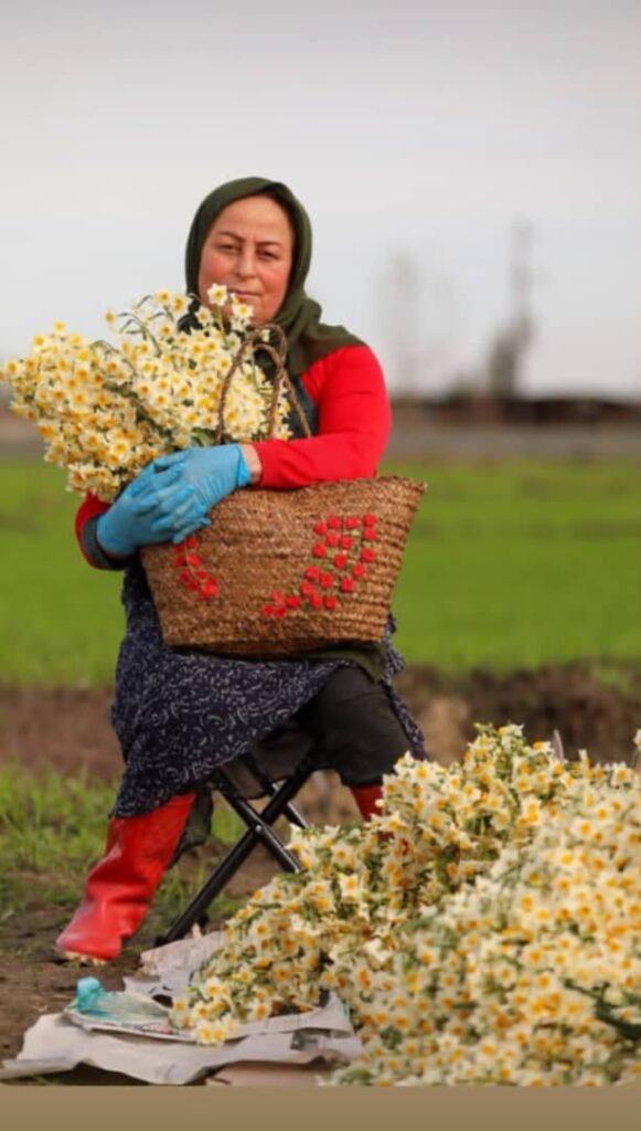 جشنواره های زمستانی-جشن برداشن ترگس