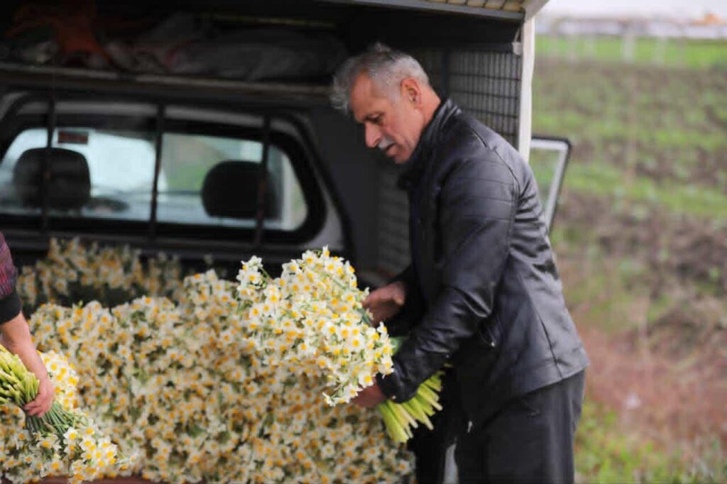 جشنواره گل نرگس جویبار