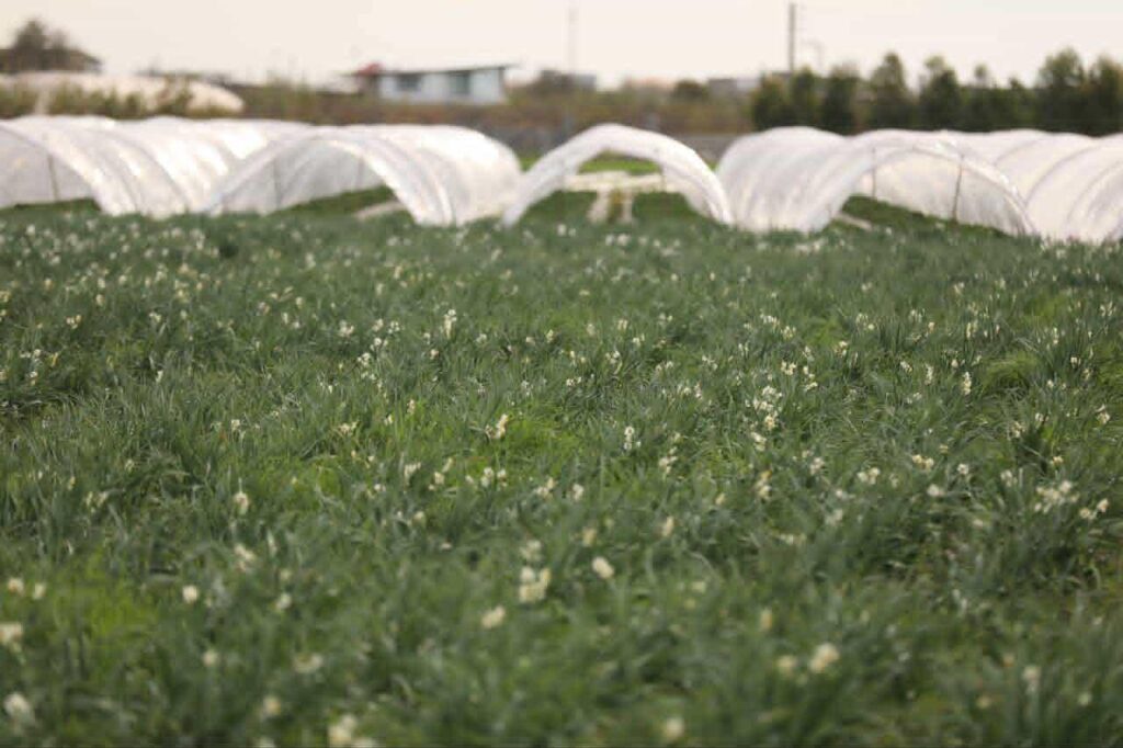 جشنواره گل نرگس جویبار