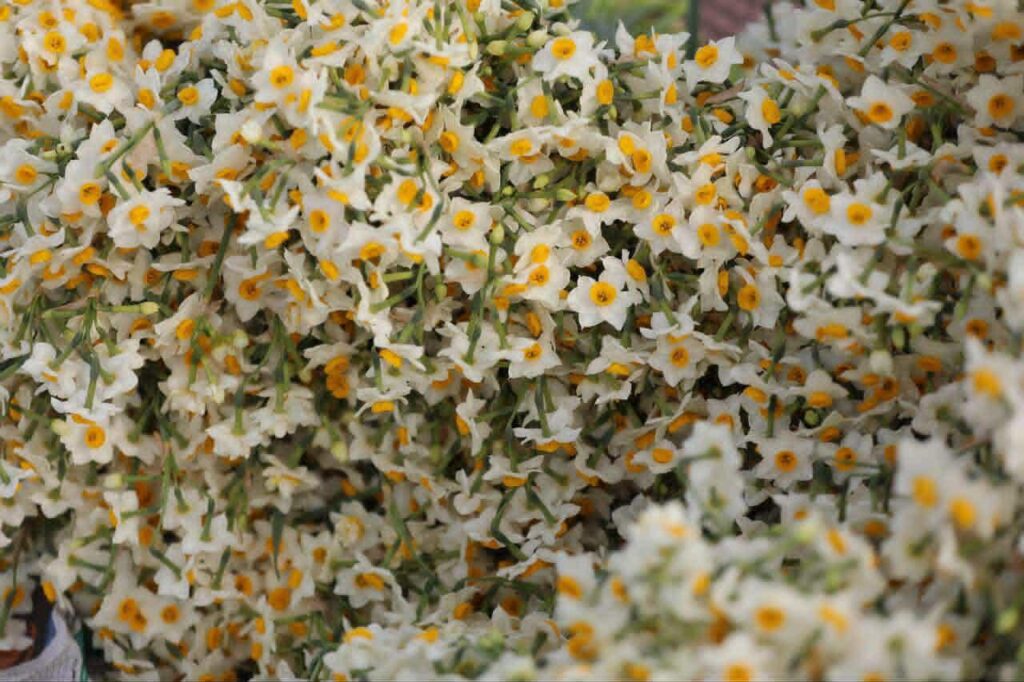 جشنواره گل نرگس جویبار