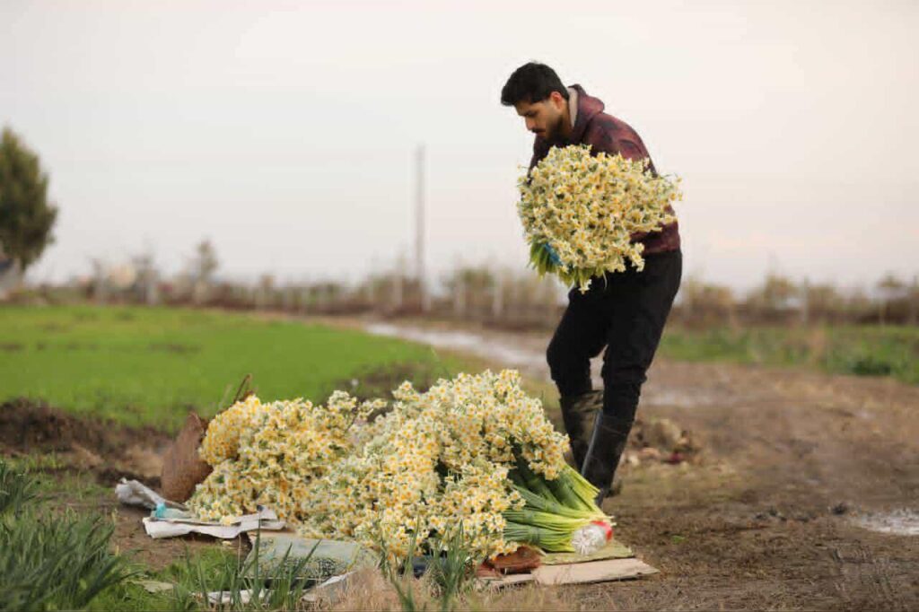 جشنواره گل نرگس جویبار