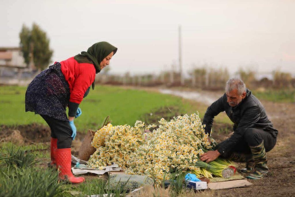 جشنواره گل نرگس جویبار