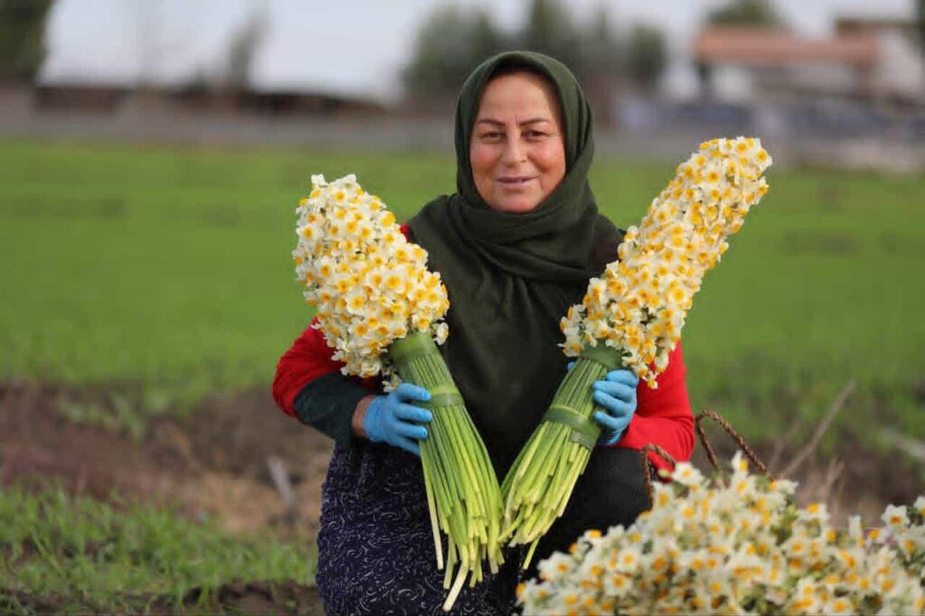 جشنواره گل نرگس جویبار