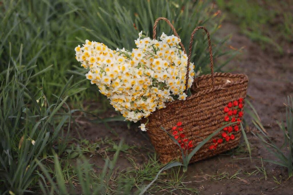 جشنواره گل نرگس جویبار