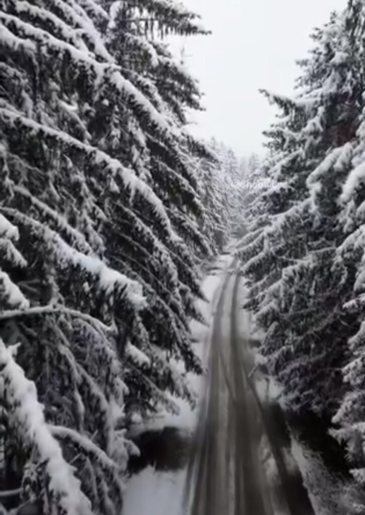 بهترین جاهای دیدنی شمال در زمستان-جنگل کاج لاجیم سوادکوه