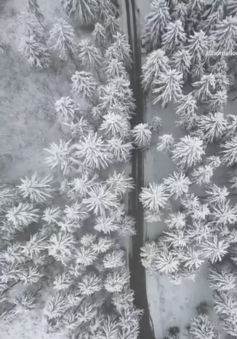 جنگل کاج برفی تنکابن در زمستان