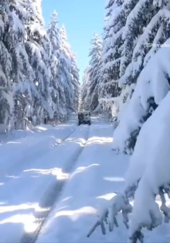 جنگل کاج برفی تنکابن