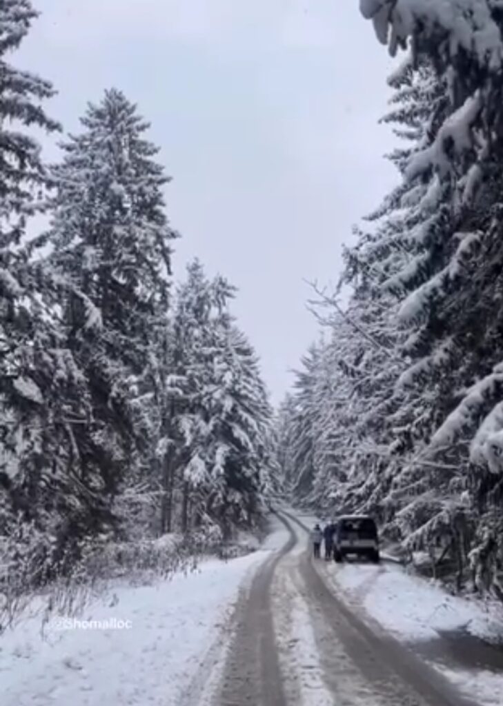 جنگل کاج لاجیم سوادکوه در برف