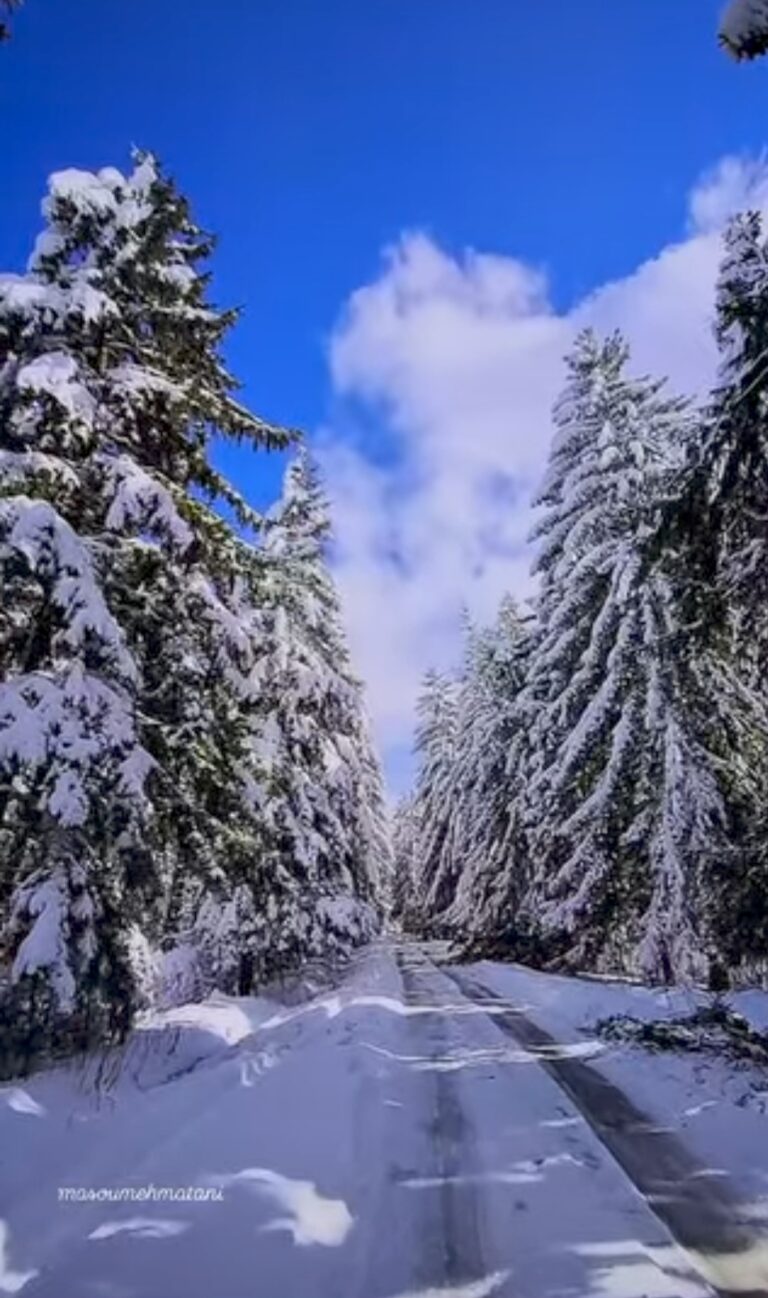 جنگل کاج لاجیم سوادکوه در برف