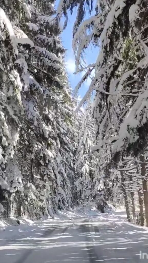 جنگل لاجیم سوادکوه در برف