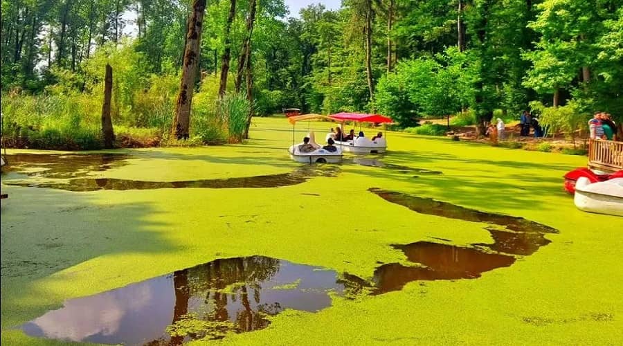 مرداب سراوان یکی از شگفت‌انگیزترین و خاص‌ترین جاذبه‌های طبیعی گیلان است