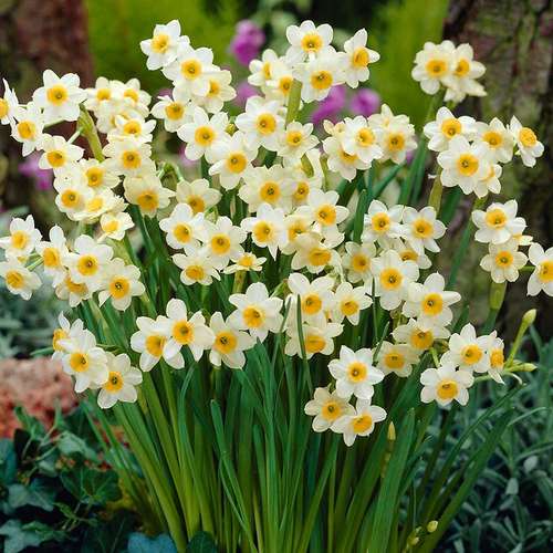 ششمین جشنواره گل نرگس بابل-مامطیر-مزرعه گل نرگس بابل
