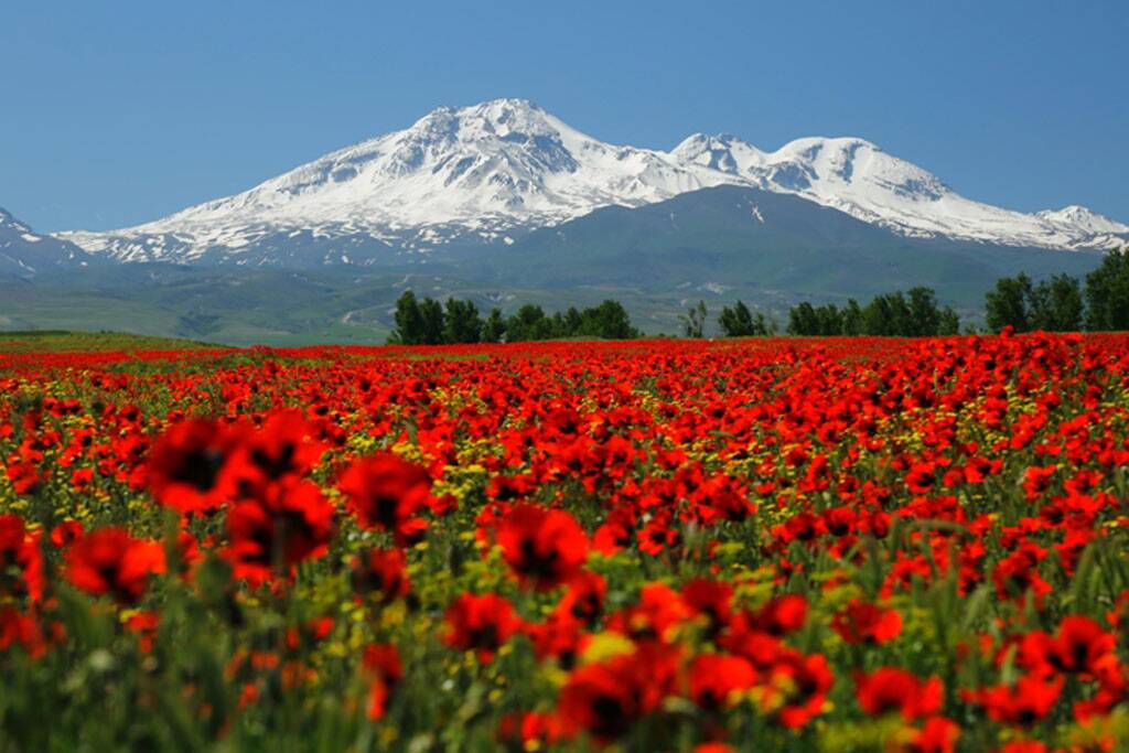 جنگل فندقلو اردبیل