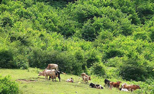 جنگل فندقلو اردبیل