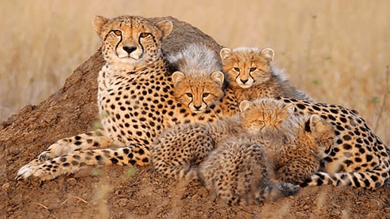 آفریقای ایران