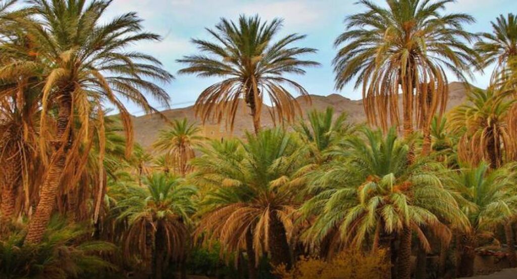 کویر سرسبز ایران